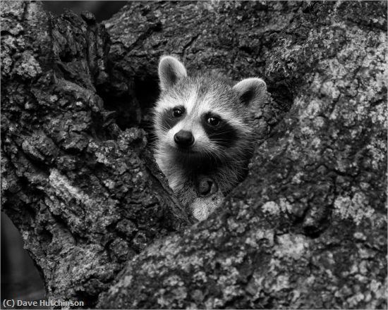 Missing Image: i_0058.jpg - Raccoon in a Crowded House