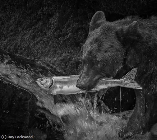 Missing Image: i_0071.jpg - Fresh Lunch