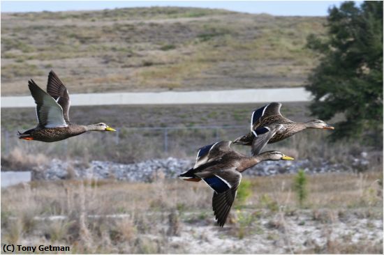 Missing Image: i_0001.jpg - Fly By