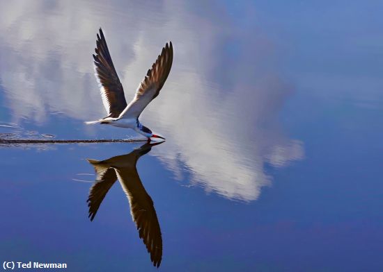 Missing Image: i_0005.jpg - skimming along