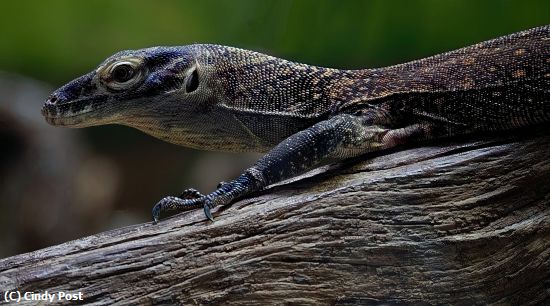 Missing Image: i_0006.jpg - Baby Komodo Dragon