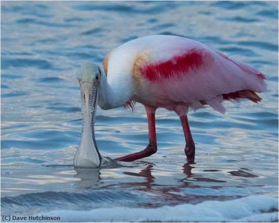 Missing Image: i_0008.jpg - Roseate Spoonbill