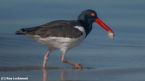 Missing Image: i_0017.jpg - A Hors d'oeuvre