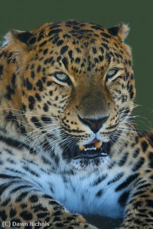 Missing Image: i_0020.jpg - Bengal Portrait