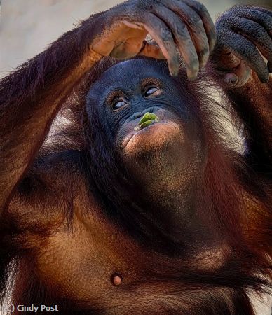 Missing Image: i_0023.jpg - Lettuce lips