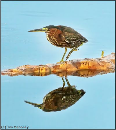Missing Image: i_0029.jpg - Green Heron and Reflection