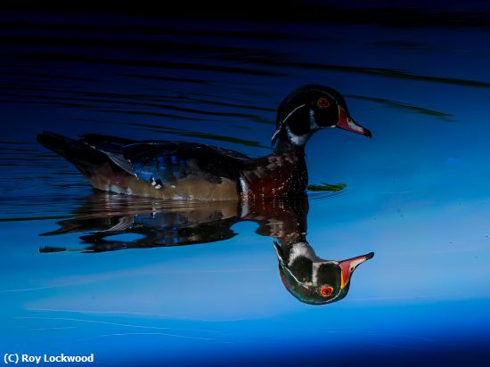 Missing Image: i_0038.jpg - Reflected Beauty