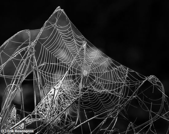 Missing Image: i_0041.jpg - Backlit-spiderweb-mono