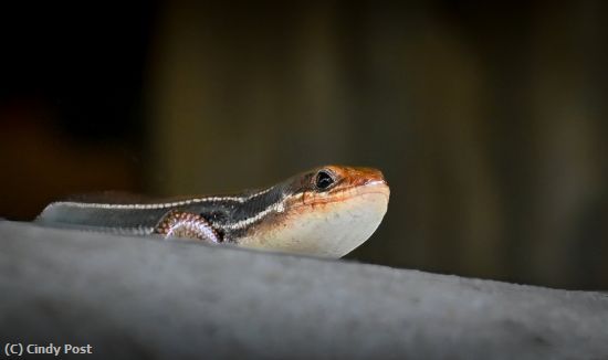Missing Image: i_0002.jpg - Five-lined Skink