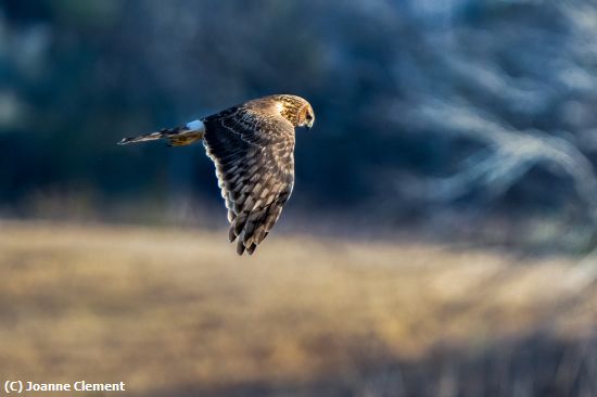 Missing Image: i_0003.jpg - northern harrier