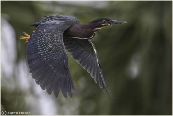 Missing Image: i_0005.jpg - Flight