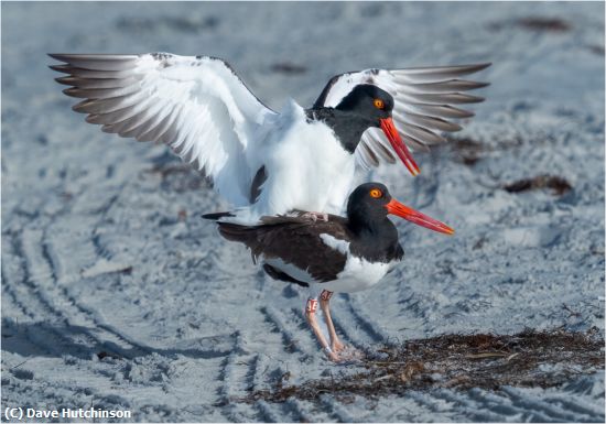 Missing Image: i_0006.jpg - Oystercatchers Love in the air