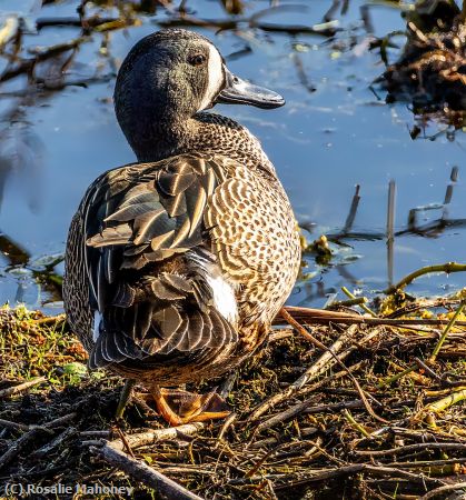 Missing Image: i_0014.jpg - Blue Winged Teal