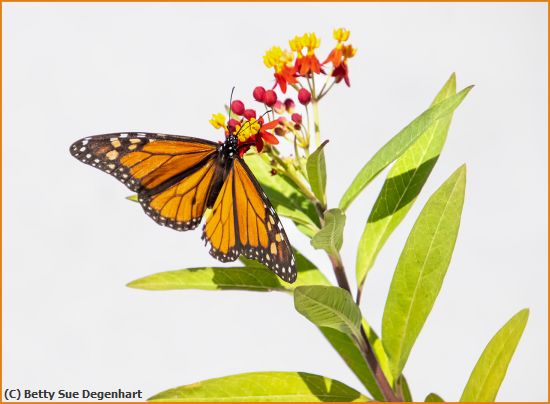 Missing Image: i_0023.jpg - Tis-the-Season