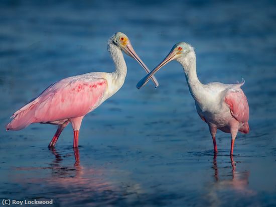 Missing Image: i_0025.jpg - Spoonbill Crisscross