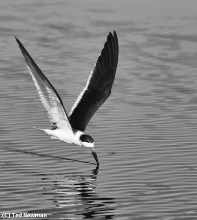 Missing Image: i_0054.jpg - skimming