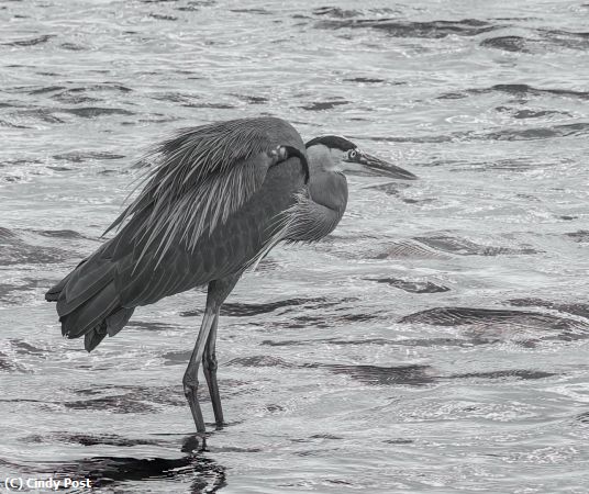 Missing Image: i_0057.jpg - Heron on a windy day