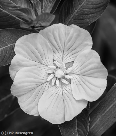 Missing Image: i_0069.jpg - Floating-primrose--Gods-creation