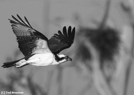 Missing Image: i_0073.jpg - osprey in flight