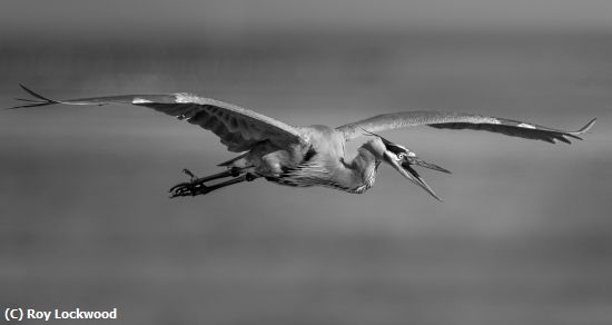 Missing Image: i_0079.jpg - Great Blue B & W