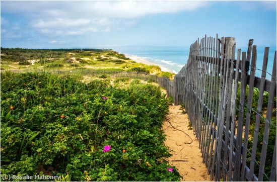 Missing Image: i_0013.jpg - Beach Plumbs and Path