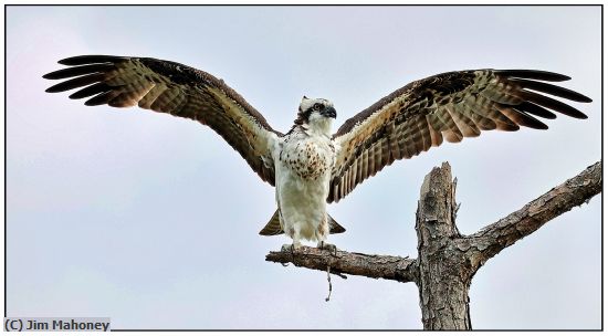 Missing Image: i_0014.jpg - Osprey Wings Spread