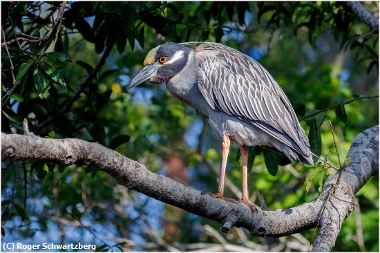 Missing Image: i_0019.jpg - Yellow-crowned Night Heron