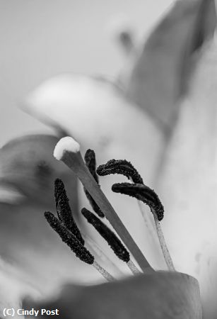 Missing Image: i_0042.jpg - Heart of the Lily