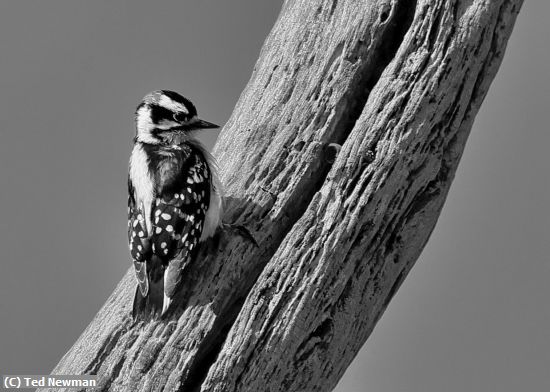 Missing Image: i_0049.jpg - perfect perch