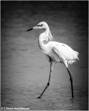 Missing Image: i_0054.jpg - White Morph Reddish Egret