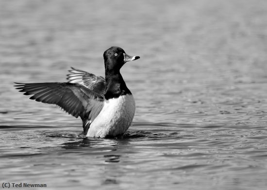 Missing Image: i_0063.jpg - flaps up