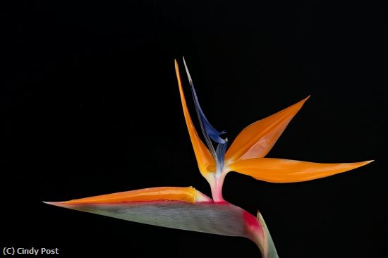 Missing Image: i_0014.jpg - Closer to Paradise