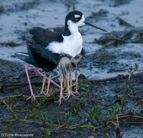 Missing Image: i_0020.jpg - 4-chicks-hiding-Black-necked-Stilts