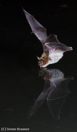 Missing Image: i_0035.jpg - Thirsty Long-eared Myotis Bat