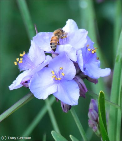 Missing Image: i_0039.jpg - Bee Enjoys Spiderwort