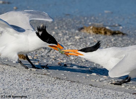 Missing Image: i_0046.jpg - Tug-of-war-Royal-Terns