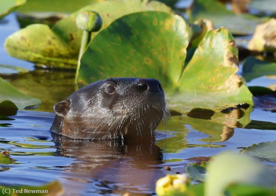 Missing Image: i_0048.jpg - otter poking its head up
