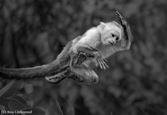 Missing Image: i_0061.jpg - Ninja Monkey