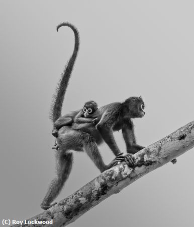 Missing Image: i_0074.jpg - Baby Transport