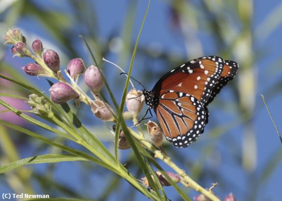 Missing Image: i_0002.jpg - one happy butterfly