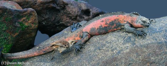 Missing Image: i_0007.jpg - Two On A Rock