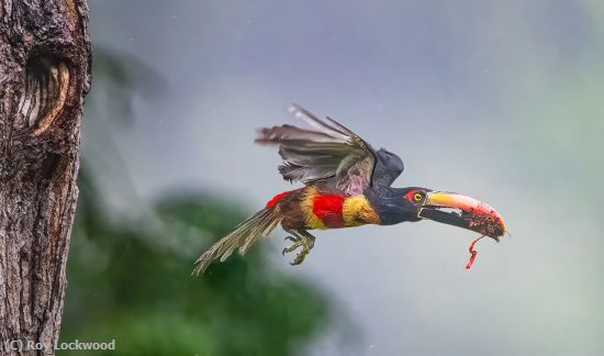 Missing Image: i_0009.jpg - Aracari Nest Cleaning