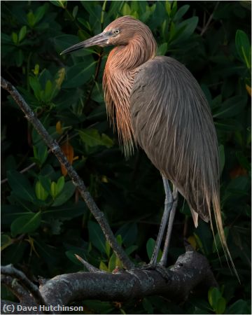 Missing Image: i_0017.jpg - Reddish Egret Portrait
