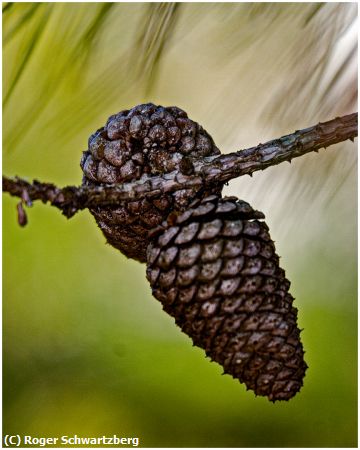 Missing Image: i_0019.jpg - Pair of Pine Cones