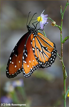 Missing Image: i_0023.jpg - About-to-sip-nectar-Queen-BF