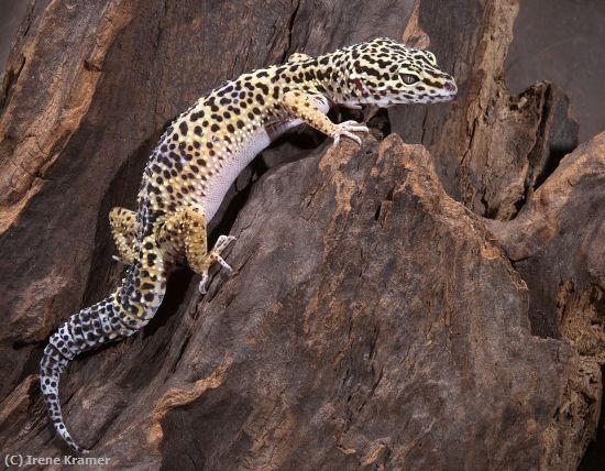 Missing Image: i_0003.jpg - Spotted Sentinel - Leopard Gecko