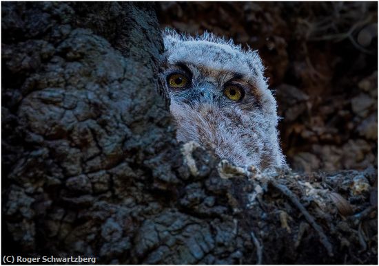Missing Image: i_0005.jpg - Peek-A-Boo