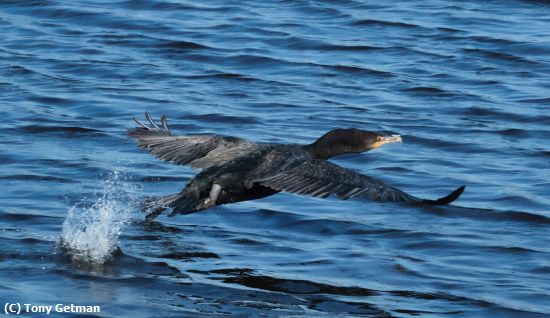 Missing Image: i_0009.jpg - Cormorant taking off