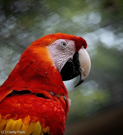 Missing Image: i_0011.jpg - Scarlet Stare