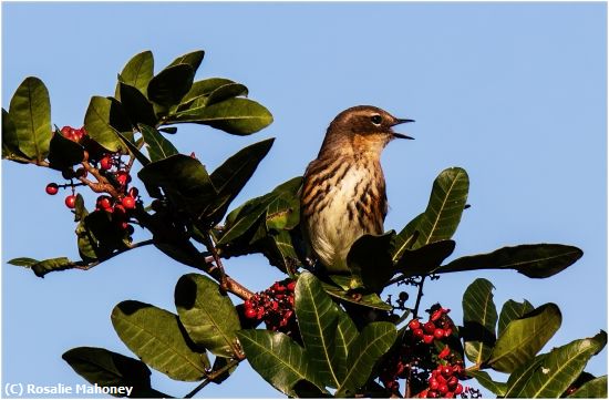 Missing Image: i_0023.jpg - Pine Warbler